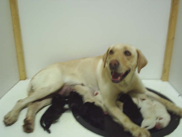 Bella Pups_005.jpg